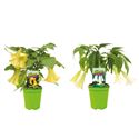 Afbeelding van Kp19 Brugmansia "Datura divers"